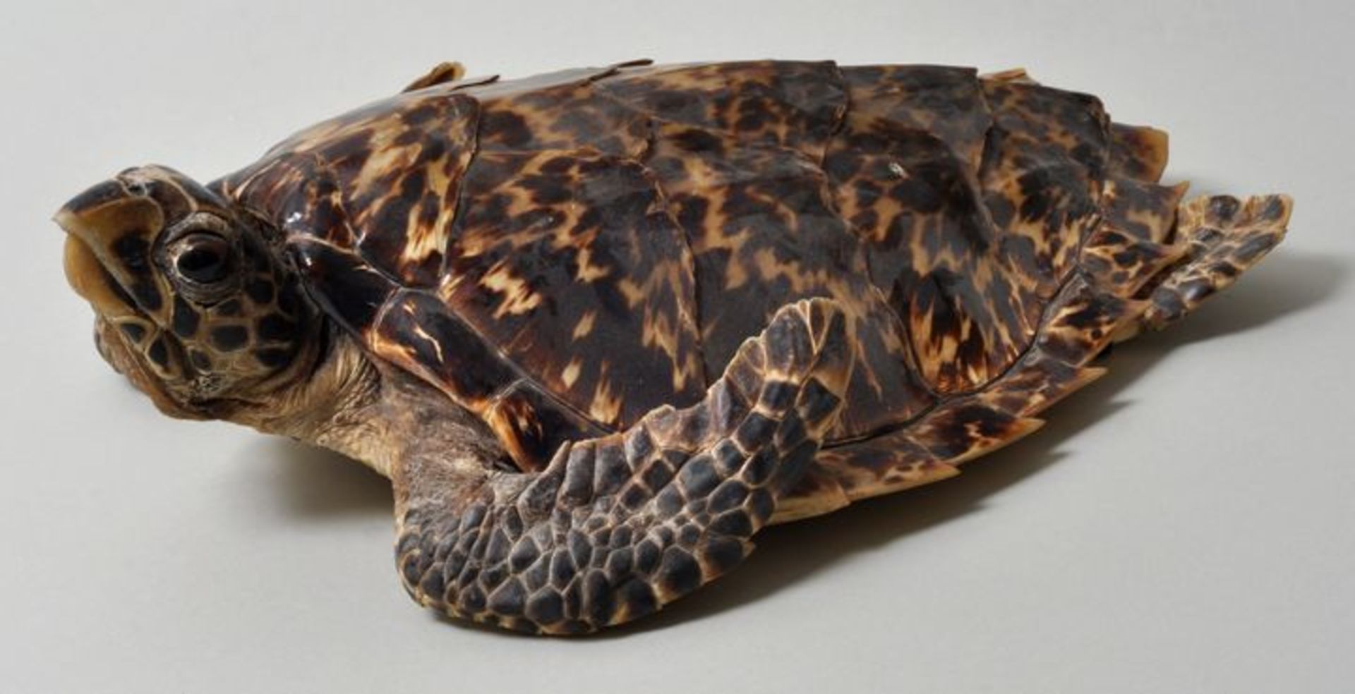 Tierpräparat einer Echten KarettschildkröteVollständiges Tier mit Panzer, besonders schöne, dunkle