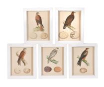 A set of twelve colour prints of birds of prey and their eggs