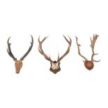 A set of half skull mounted twelve point antlers