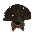 A wall mount of a preserved capercaillie, Tetrao urogallus, dated 1935, the preserved head and