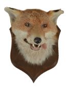 A preserved red fox mask, Vulpes vulpes, (no. 2060) by Peter Spicer & Sons of Leamington Spa,