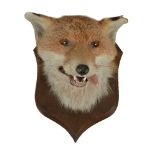 A preserved red fox mask, Vulpes vulpes, (no. 2060) by Peter Spicer & Sons of Leamington Spa,