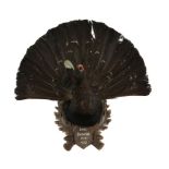 A wall mount of a preserved capercaillie, Tetrao urogallus, dated 1953, the preserved head and