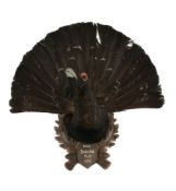 A wall mount of a preserved capercaillie, Tetrao urogallus, dated 1953, the preserved head and