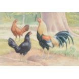 James Sinnott (20th century) Spanish Game cock with Black and Brown hens Watercolour and pencil