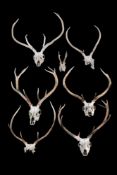A group of seven skull mounted red deer antlers, Cervus elaphu, various point sizes,