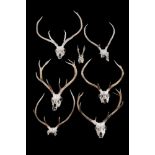 A group of seven skull mounted red deer antlers, Cervus elaphu, various point sizes,