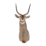 ϒ A preserved and mounted antelope head, almost certainly a Waterbuck, Kobus ellipsiprymnus