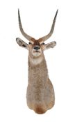 ϒ A preserved and mounted antelope head, almost certainly a Waterbuck, Kobus ellipsiprymnus