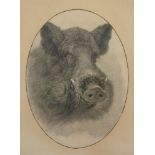 A framed and glazed black and white print of a head of a wild boar, circa 1900, probably a