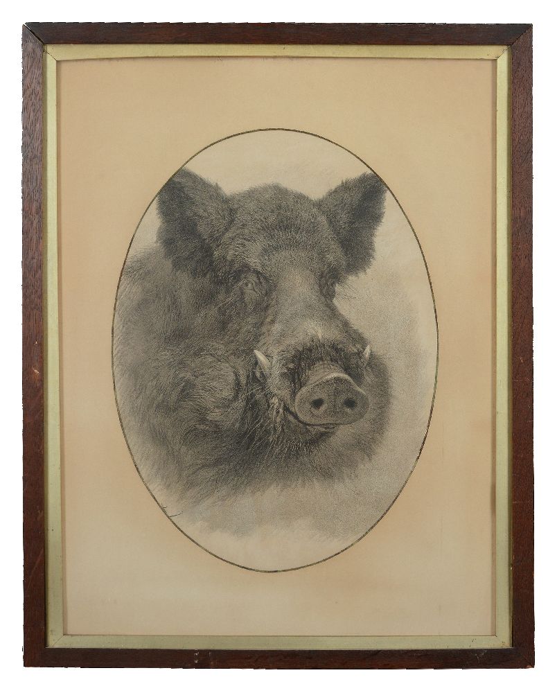 A framed and glazed black and white print of a head of a wild boar, circa 1900, probably a - Image 2 of 2