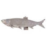 A preserved model of a tarpon, Megalops atlanticus, mounted on a wooden wall-mount, approx 178cm