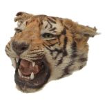 ϒ A preserved tiger head, Panthera tigris, late 19th/early 20th century