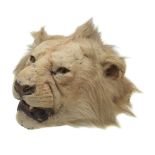 ϒ A preserved lion head, Panthera leo, E. Gerrard & Sons, first quarter 20th century