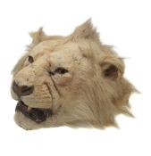 ϒ A preserved lion head, Panthera leo, E. Gerrard & Sons, first quarter 20th century