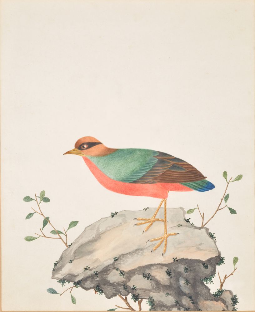 A pair of Chinese export watercolours of birds - Image 4 of 6