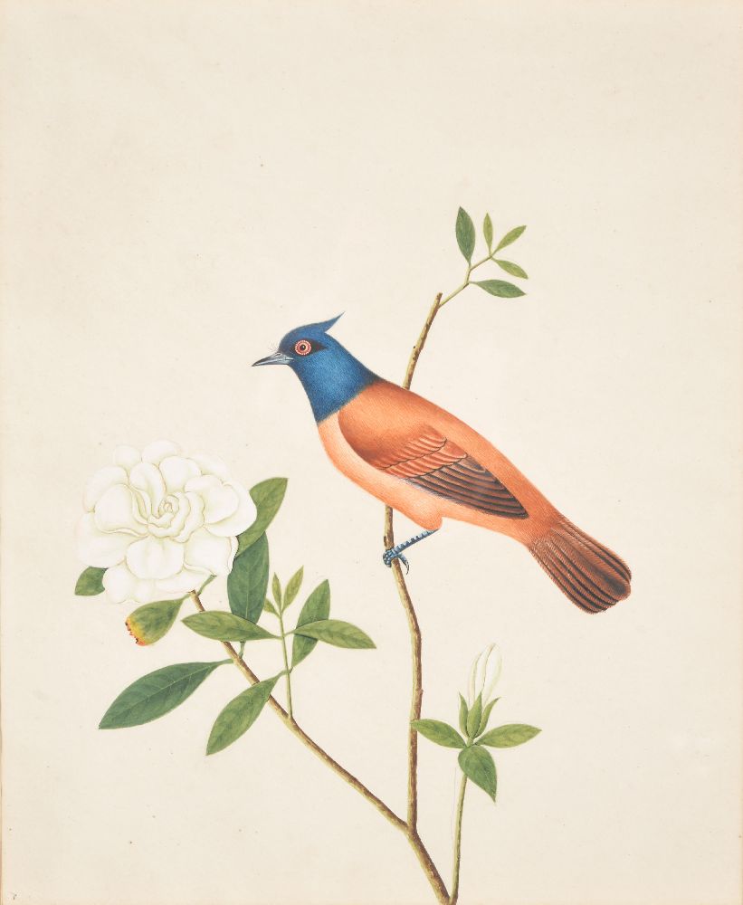 A pair of Chinese export watercolours of birds - Image 3 of 6