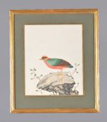 A pair of Chinese export watercolours of birds