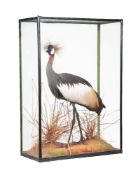 ϒ A preserved grey crowned crane