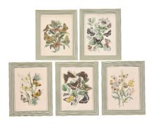 A set of twelve colour lithographs of butterflies