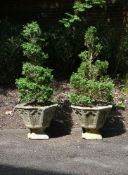 A pair of carved stone garden urns containing box trees,