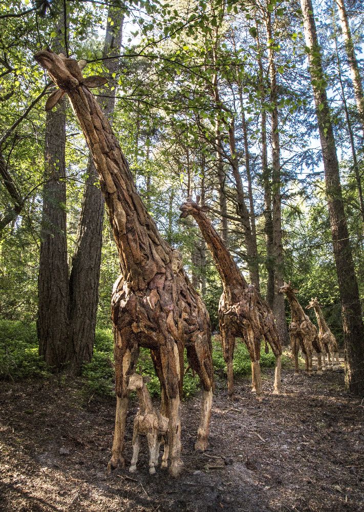 Five driftwood models of giraffes