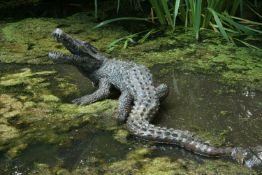 A patinated bronze model of a crocodile