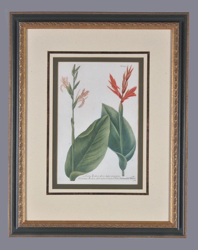 A set of four framed coloured floral etchings - Image 7 of 8