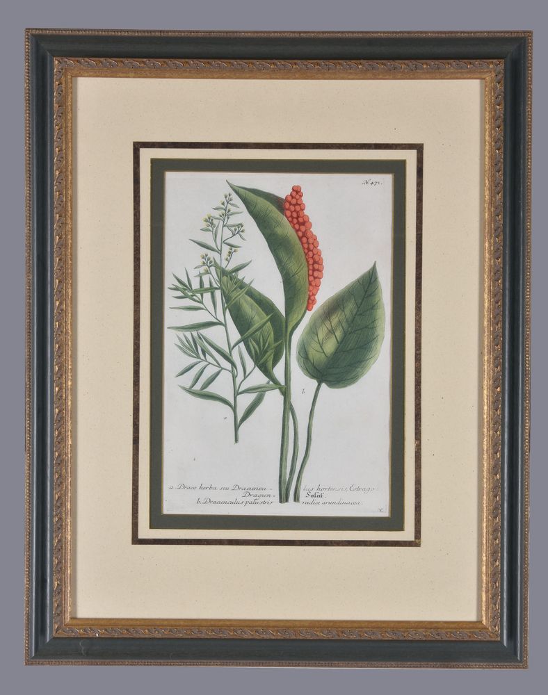A set of four framed coloured floral etchings - Image 5 of 8