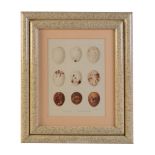 A set of eight chromolithographs of birds’ eggs after designs by Frederick William Frohawk (British