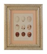 A set of eight chromolithographs of birds’ eggs after designs by Frederick William Frohawk (British