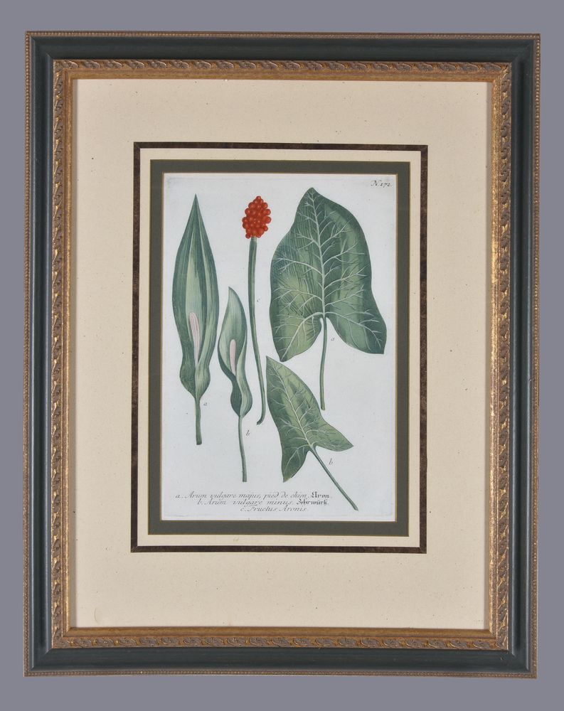 A set of four framed coloured floral etchings - Image 8 of 8