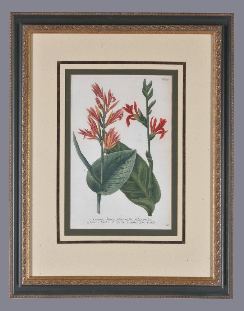 A set of four framed coloured floral etchings - Image 6 of 8