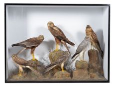 Taxidermy, a case of preserved British raptors, a harassment of harriers