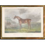 A coloured engraving of a racehorse entitled 'Sultan