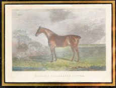 A coloured engraving of a racehorse entitled 'Sultan