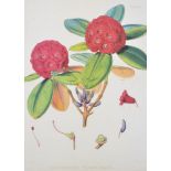 A modern reproduction print of Rhododendron after Fitch