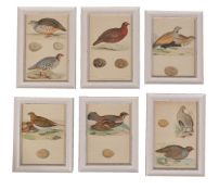 A set of twelve colour lithographs of birds