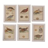 A set of twelve colour lithographs of birds