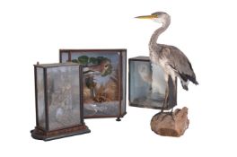 ϒ A collection of Taxidermy