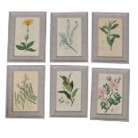 A set of twelve coloured botanical prints