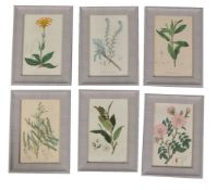 A set of twelve coloured botanical prints