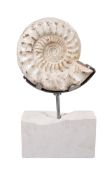 A fossilised ammonite, Cretaceous Period,