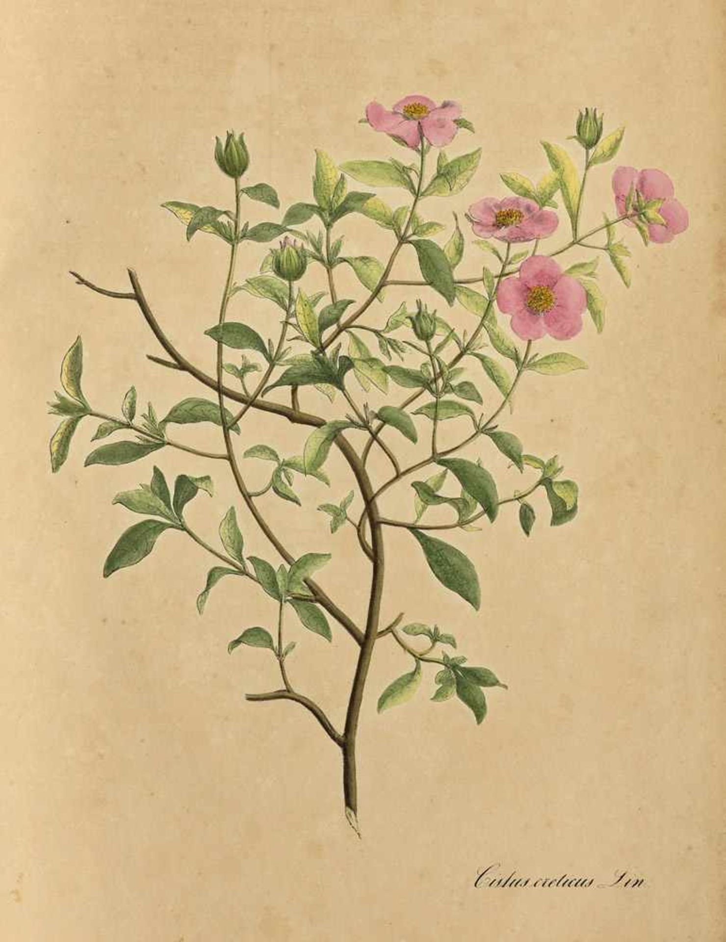 Plantae Officinalis oder Sammlung Officineller PflanzenNees von Esenbeck, Theodor Fr. Ludwig, - Image 3 of 3