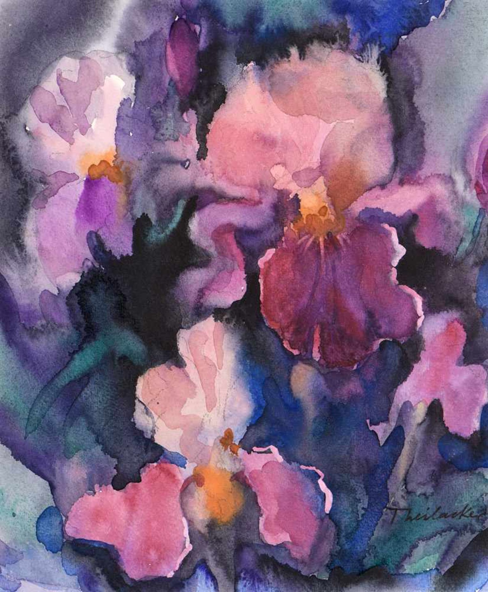 Theilacker, Hans 1928 HeidelbergRosa Iris.Signiert. Aquarell. 26,5 x 21,5 cm.