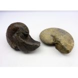 Two Ammonite fossils,