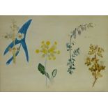 English School (19th century): Botanical Studies,