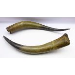 Pair Buffalo horns,