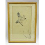 Japanese Meiji period drawing of a group of 4 various birds in pen, ink and colour, signed, 56 x 27,