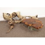 Rustic coffee table made from a cross section piece of burr elm, rustic driftwood log (L169cm),